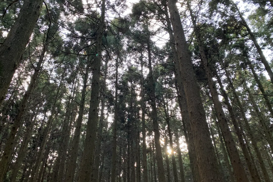 제주 숲 이미지
